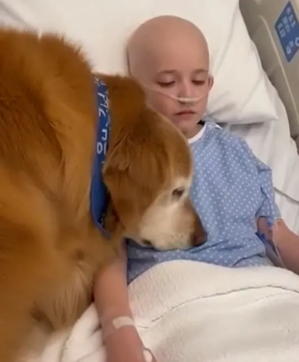 Prẹkëse! Djali i sëmùrë nuk foli për 3 muaj, por ajo që bëri një qen në spital po përlot rrjetin