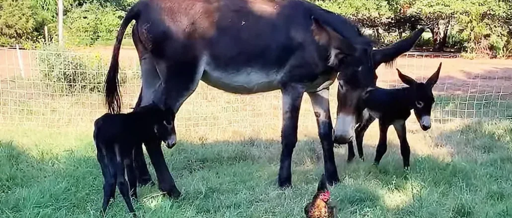 donkey-stands-two-foals-madlyodd-POST22799